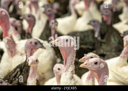 Nahaufnahme von Truthühnern, die für den Weihnachtsmarkt in Großbritannien angebaut werden. Stockfoto