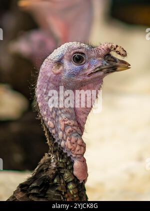 Nahaufnahme von Truthühnern, die für den Weihnachtsmarkt in Großbritannien angebaut werden. Stockfoto