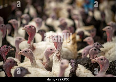 Nahaufnahme von Truthühnern, die für den Weihnachtsmarkt in Großbritannien angebaut werden. Stockfoto