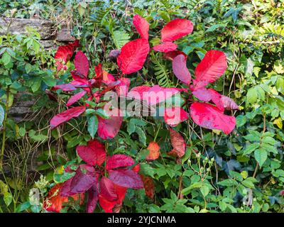 Das Laub des harten Laubrauchbusches Cotinus coggygria „Grace“ wird von Sommerlila zu Herbstrot Stockfoto