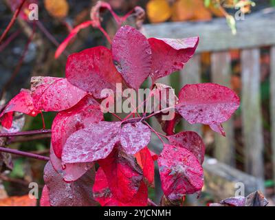 Das Laub des harten Laubrauchbusches Cotinus coggygria „Grace“ wird von Sommerlila zu Herbstrot Stockfoto