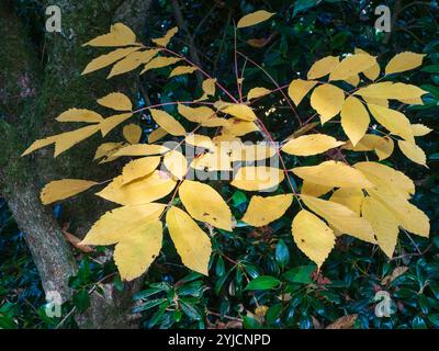 Gefiedertes gelbes und oranges Herbstlaub des harten kleinen chinesischen Baumes Meliosma veitchiorum Stockfoto