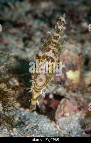 Borstenschwanzfilefisch malapascua philippinen Stockfoto