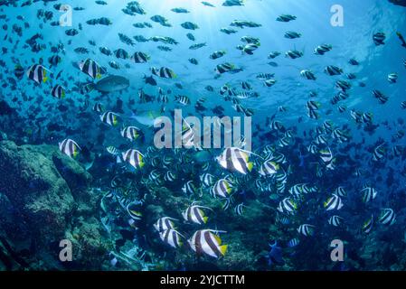 Fischfabrik malediven schult Bannerfish Stockfoto