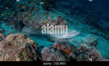 Fischfabrik malediven Honigwabenmoray Stockfoto