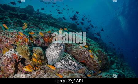 Fischfabrik malediven Honigwabenmoray Stockfoto