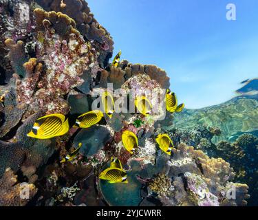 gestreifter Schmetterlingsfisch, rotes Meer Stockfoto