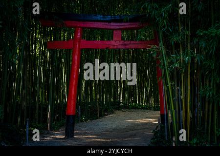 Torii-Tor auf dem Weg, umgeben von Bambus, japanischem Garten, Hobbys, Gartenarbeit. Stockfoto