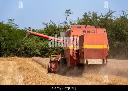 Ein Mähdrescher erntet an einem sonnigen Tag Reifen Weizen auf einem landwirtschaftlichen Feld. Stockfoto