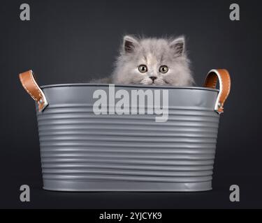 Bezaubernde blaue tortie britische Langhaarkätzchen, in einer metallgrauen Badewanne. Blick über den Rand mit süßem und freundlichem Ausdruck. Isoliert auf einem schwarzen bac Stockfoto