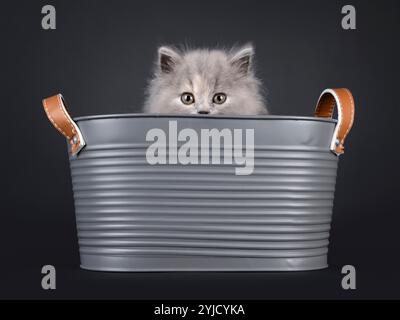Bezaubernde blaue tortie britische Langhaarkätzchen, in einer metallgrauen Badewanne. Blick über den Rand mit süßem und freundlichem Ausdruck. Isoliert auf einem schwarzen bac Stockfoto