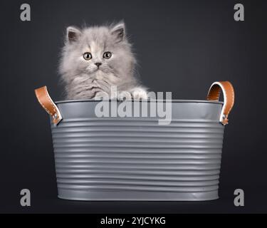 Bezaubernde blaue tortie britische Langhaarkätzchen, in einer metallgrauen Badewanne. Blick über den Rand mit süßem und freundlichem Ausdruck. Isoliert auf einem schwarzen bac Stockfoto