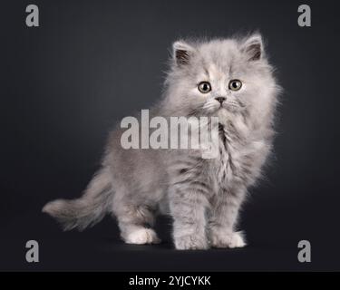 Bezauberndes, blaues tortie-Britisches Langhaar-Kätzchen, stehend nach vorne. Blick auf die Kamera mit süßem und freundlichem Ausdruck. Isoliert auf einem schwarzen Ba Stockfoto