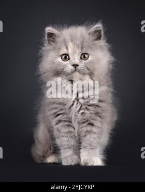 Bezauberndes blaues tortie Britisches Langhaar-Kätzchen, mit Blick nach vorne. Blick auf die Kamera mit süßem und freundlichem Ausdruck. Isoliert am Stockfoto