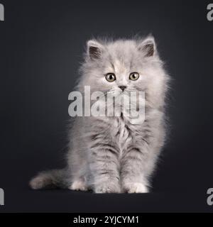 Bezauberndes blaues tortie Britisches Langhaar-Kätzchen, mit Blick nach vorne. Blick auf die Kamera mit süßem und freundlichem Ausdruck. Isoliert am Stockfoto