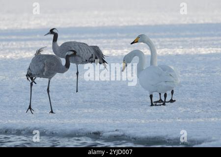 Zwei Kraniche (Grus grus) und zwei Singschwäne (Cygnus cygnus) auf dem Eis, Winter, Nordfinnland, Finnland, Europa Stockfoto