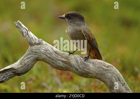 Unglück jay (Perisoreus infaustus), auf einem Baumstamm, seitlich gesehen, Vorderansicht, Herbststimmung, Nordfinnland, Finnland, Europa Stockfoto