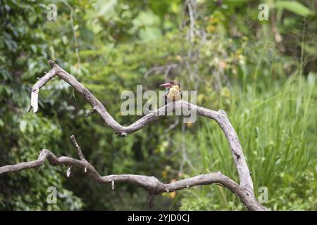 Kranzschnabel Kingfisher (Pelargopsis capensis) sitzt auf einem Zweig, Buduruvagala, Provinz Uva, Sri Lanka, Asien Stockfoto