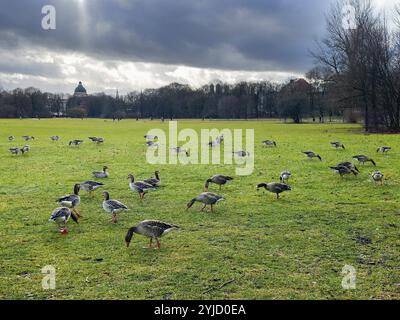 Graugänse (Anser anser) im Englischen Garten, München, Bayern, Deutschland, Europa Stockfoto