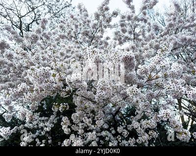 Kirschpflaume, Myrobalan, Myrobalan, Kirschpflaume, Türkische Pflaume (Prunus cerasifera) Stockfoto