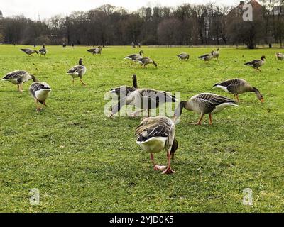 Graugänse (Anser anser) im Englischen Garten, München, Bayern, Deutschland, Europa Stockfoto