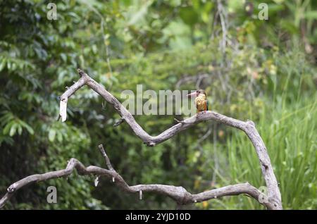 Kranzschnabel Kingfisher (Pelargopsis capensis) sitzt auf einem Zweig, Buduruvagala, Provinz Uva, Sri Lanka, Asien Stockfoto