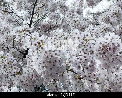 Kirschpflaume, Myrobalan, Myrobalan, Kirschpflaume, Türkische Pflaume (Prunus cerasifera) Stockfoto