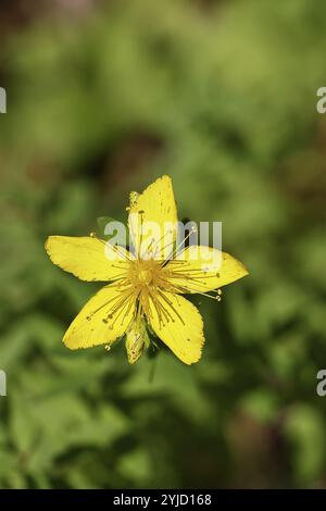 Johanniskraut (Hypericum perforatum), Johanniskraut oder Johanniskraut (Hypericum perforatum), Blutkraut, Johanniskraut, Fleck Stockfoto