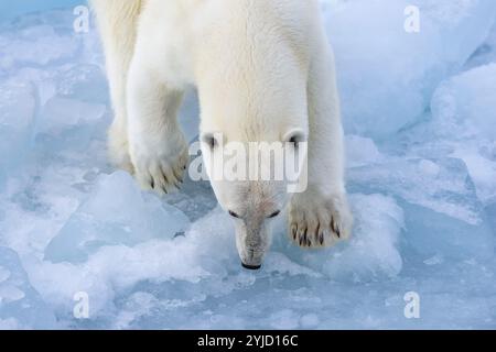 Eisbär (Ursus maritimus) auf dem Packeis bei 82 Grad nördlich, Spitzbergen Island, Svalbard und Jan Mayen Archipel, Norwegen, Europa Stockfoto