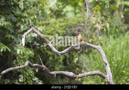 Kranzschnabel Kingfisher (Pelargopsis capensis) sitzt auf einem Zweig, Buduruvagala, Provinz Uva, Sri Lanka, Asien Stockfoto