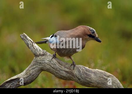 Eurasian jay (Garrulus glandarius), auf einem Baumstumpf, seitlich gesehen, Vorderansicht, Herbststimmung, Nordfinnland, Finnland, Europa Stockfoto