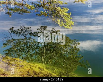 Zweige spiegeln sich in kristallklarem Wasser, Hechtsee bei Kufstein, Tirol, Österreich, Europa Stockfoto