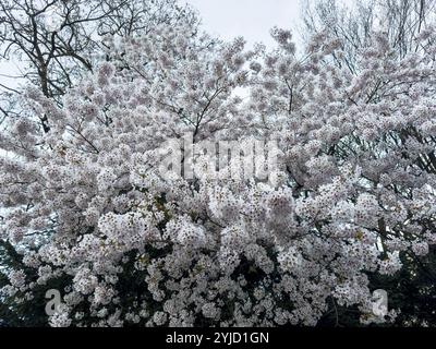 Kirschpflaume, Myrobalan, Myrobalan, Kirschpflaume, Türkische Pflaume (Prunus cerasifera) Stockfoto