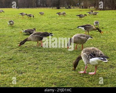 Graugänse (Anser anser) im Englischen Garten, München, Bayern, Deutschland, Europa Stockfoto