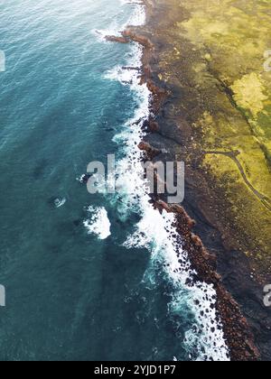 Atlantische Papageientaucher nisten in Island auf den Klippen am Meer. Herbst 2022. Stockfoto