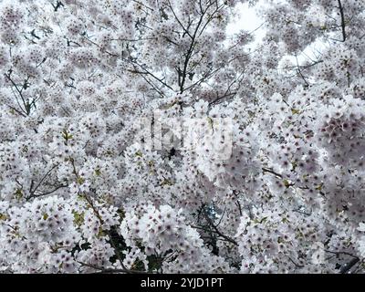 Kirschpflaume, Myrobalan, Myrobalan, Kirschpflaume, Türkische Pflaume (Prunus cerasifera) Stockfoto