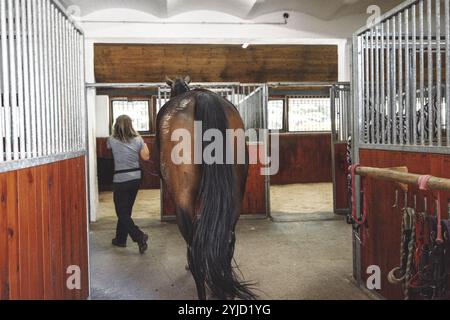 Reife weiße Frau, Besitzerin des Pferdes, nimmt ihn mit auf die Ranch. Schönes braunes Pferd, das an einem Sommertag mit seinem Trainer spaziert Stockfoto