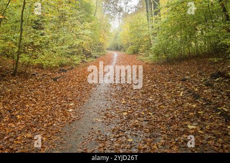 Der nasse Pfad schlängelt sich durch einen Herbstwald, der mit abgefallenen Blättern bedeckt ist und eine ruhige und malerische Szene schafft Stockfoto
