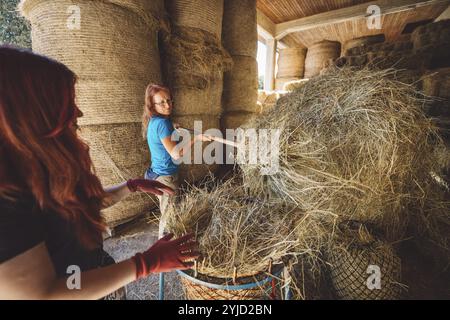 Kaukasische Frau, die auf der Ranch arbeitet, bereitet Heu vor, um es in die Pferdeställe zu bringen. Frau, die Werkzeuge benutzt, um das Heu in eine Schubkarre zu heben Stockfoto