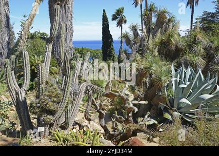 Kakteen, Palmen, mediterrane und Wüstenvegetation, das Meer Stockfoto