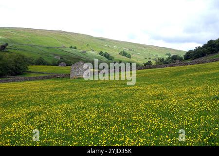 Stone Barns & Hay Meadows am Pennine Way in der Nähe von Thwaite im Swaledale, Yorkshire Dales National Park. England, Großbritannien. Stockfoto