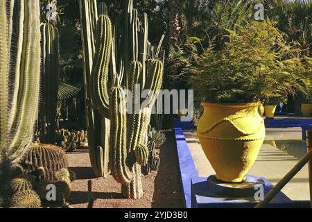 Marokko, Marrakesch, Jardin de Majorelle, Fragment, Afrika Stockfoto