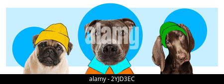 Drei Hunde in stylischen Hüten und Pullover, jeder mit einzigartigem Ausdruck, vor verspieltem blauem Hintergrund. Mode für mehrere Haustiere. Zeitgenössische Kunstcollage. Stockfoto