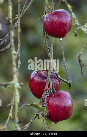 Drei reife rote Äpfel mit Wassertropfen hängen an einem Zweig in einem Obstgarten, bereit für die Ernte Stockfoto