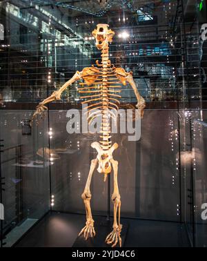 Savannah, Georgia, USA - 20. Februar 2024: Besucher bewundern die komplizierten Details eines menschlichen Skeletts in einer Museumsausstellung während der sonnigen Stunden. Stockfoto