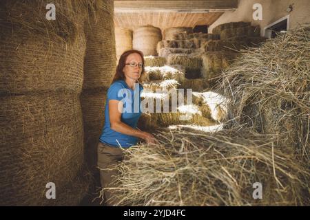 Kaukasische Frau, die auf der Ranch arbeitet, bereitet Heu vor, um es in die Pferdeställe zu bringen. Frau, die Werkzeuge benutzt, um das Heu in eine Schubkarre zu heben Stockfoto