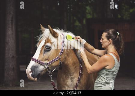 Kaukasische Frau kümmert sich um ihr Pferd im Stall und draußen, putzt sein Har mit einer Haarbürste. Wunderschönes, freundliches braunes Pferd, das geduldig wartet Stockfoto