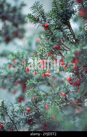 Kiefernnadeln von Eibenzweigen neben roten giftigen Beeren im Wald oder Park. Toxisches Pflanzenmerkmal Stockfoto