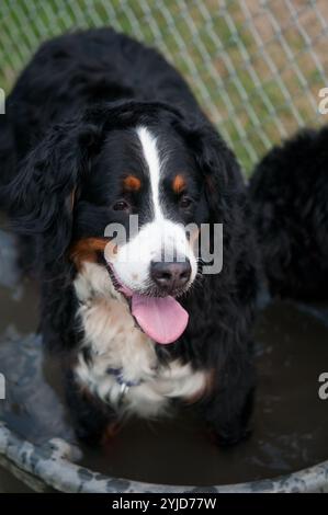 Berner Sennenhund steht in einem Wasserbecken Stockfoto