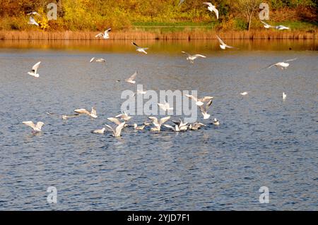 Kopenhagen/Dänemark/14. November 2024/Schwäne und Ucks und andere Wildvögel schwimmen im Teich. (Foto. Francis Joseph Dean/Dean Pictures) (nicht für kommerzielle Zwecke) Stockfoto